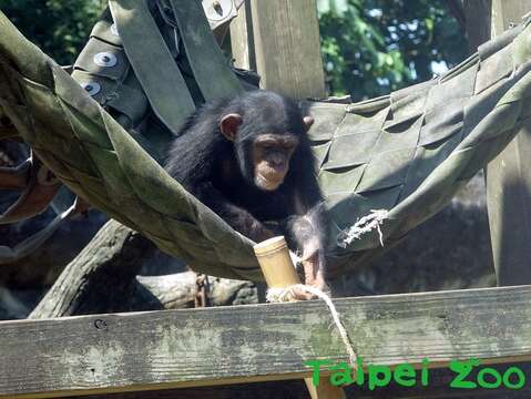 黑猩猩戶外活動場放置的竹筒裡，特別藏了黑猩猩最喜歡的零食