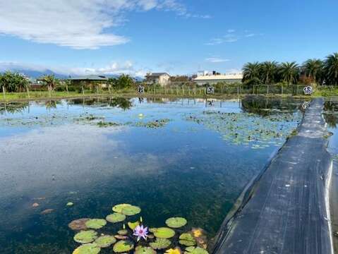 在宜蘭松滿緣的蓮花池水質相當清澈