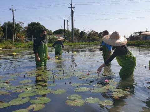 農場還可以體驗穿青蛙裝下水採蓮花