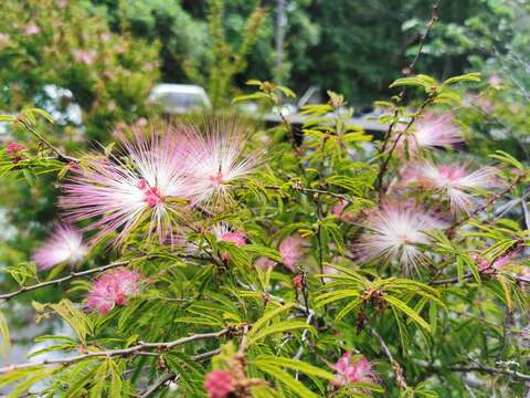 台灣常栽培的另一種粉撲花-蘇利南合歡，花色為粉紅色