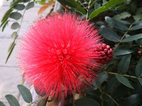 為頭狀花序，開放時雄蕊的花絲長而突出，集合成圓扇型
