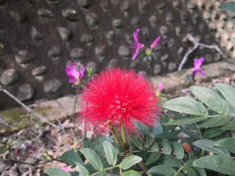 粉撲花花序呈艷紅色，色彩醒目，引人注視