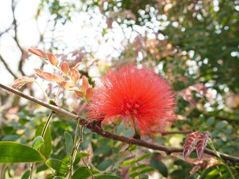 盛開的粉撲花，宛如一朵朵絢爛繽紛的煙火綻放於枝頭