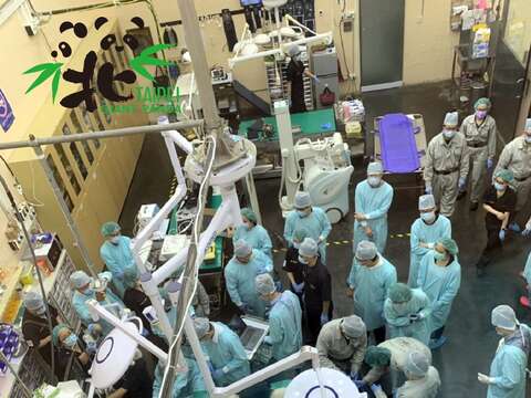 在眾多專業醫師的分工合作下，大貓熊「圓仔」首次健康檢查順利於2小時內完成