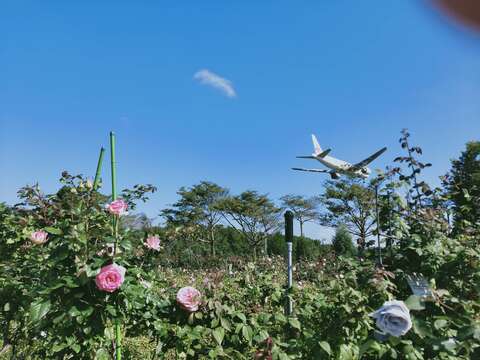 在玫瑰園中一邊賞花一邊看飛機降落享受都市難得的夢幻奇景