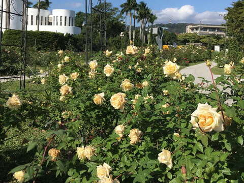 於公園處圓山所和光之圓頂綻放的玫瑰花