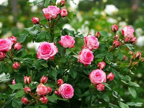 臺北玫瑰園珍藏850種世界各地品種的玫瑰爭奇鬥艷