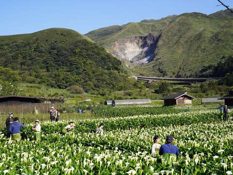 海芋花海伴油坑