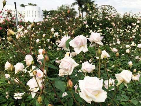 玫瑰白花搭配圓山所建築，春遊首選絕美拍攝景點