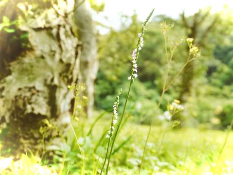 綬草在野外已愈來愈難找到，他很需要大家一起守護