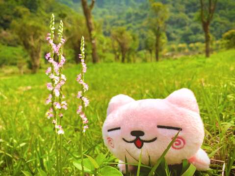 綬草是蘭科綬草屬的多年生宿根性草本地生蘭，是台灣最小的平地野生蘭。