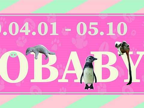 「ZooBaby Online」自導式闖關活動