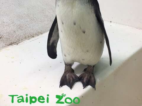黑腳企鵝寶寶「八寶粥」是由保育員人工哺食長大