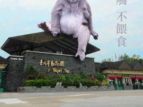 保持距離以策安全_臺灣獼猴