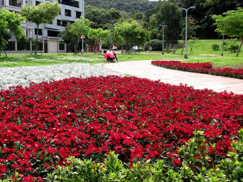 福林路旁花壇大紅色的五彩石竹與銀葉菊塑造視覺焦點