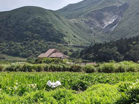 恰巧碰上飛起的白鷺鷥