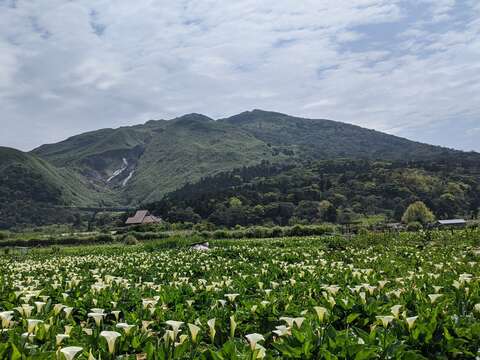 海芋與火山交織成的美景