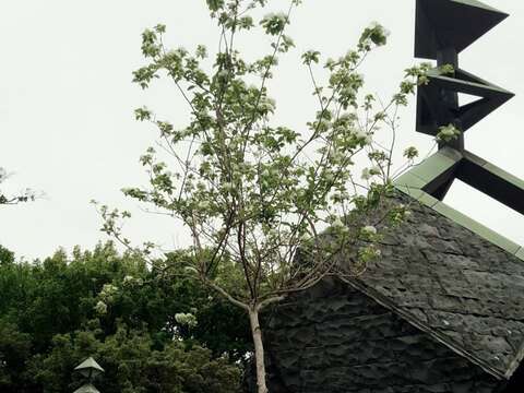 蘇王旁邊新植流蘇，為未來世代交替做準備