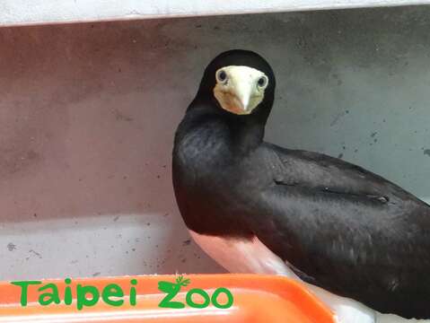 白腹鰹鳥雌鳥除了傷翅骨折，還有貧血和血中總蛋白濃度偏低的現象