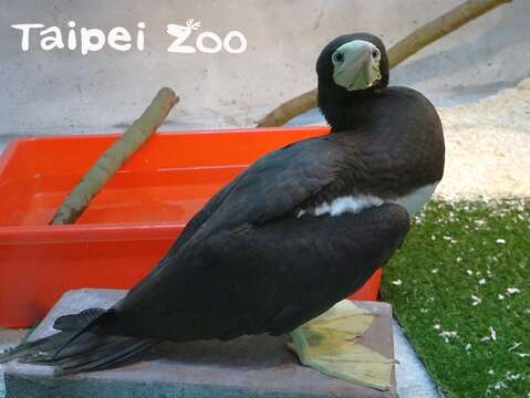 臺北市立動物園3月9日收治台北市野鳥學會送來一隻受傷的白腹鰹鳥雌鳥
