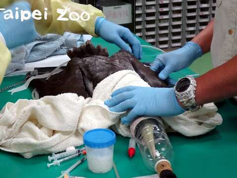 受傷的白腹鰹鳥雌鳥，接受獸醫師檢傷、照X光及抽血等理學檢查
