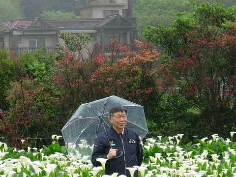 氤氳霧氣中的海芋田