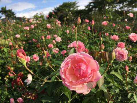 2020年玫瑰展 春季花展 玫瑰花香四溢