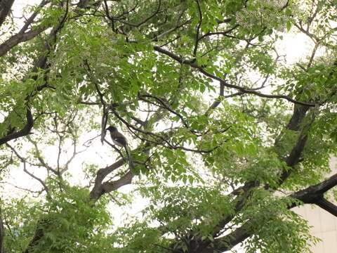 苦楝開花吸引鳥類前來