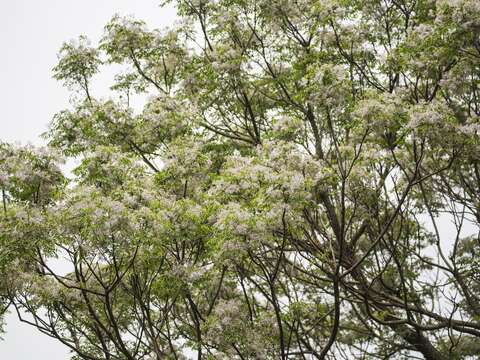 滿樹繁花，另有一番數大壯麗之美