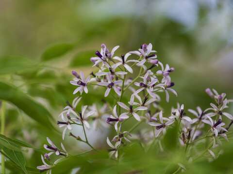 苦楝花由幾種不同層次的紫色所構成，花苞是由淺到濃漸層的紫，花瓣是素淡近乎白色的紫