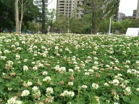 遍地開滿小白花的三葉草