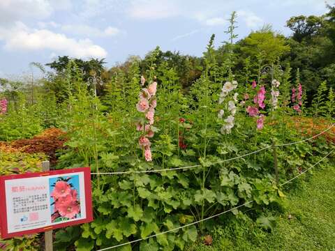 在象山公園捷運站2號出口旁往信義快速道路的廣場，種植了一片蜀葵