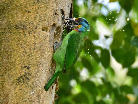 五色鳥正式的名稱是台灣擬啄木，繁殖期為每年的4-8月