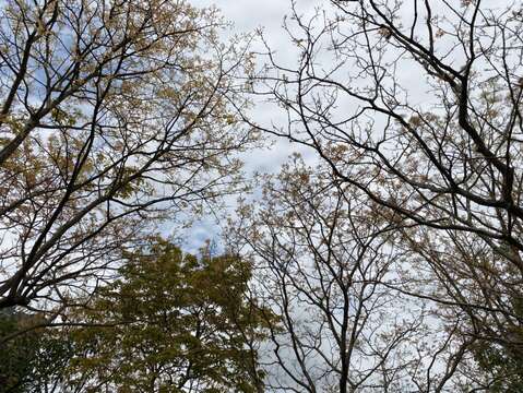 春日回暖，大安森林公園裡的喬木也開始萌發新一年的嫩葉