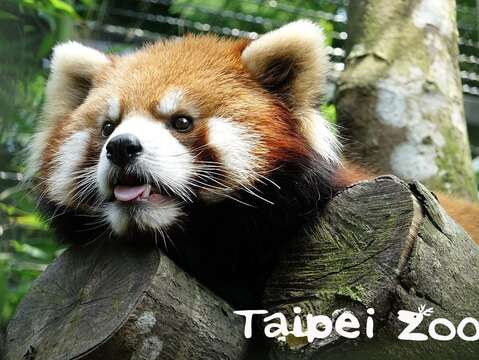 保育員鞏固與照養動物之間的信賴關係(小貓熊「可頌」)