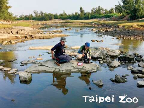 研究人員採集歐亞水獺排遺的野外調查工作(張廖年鴻攝)