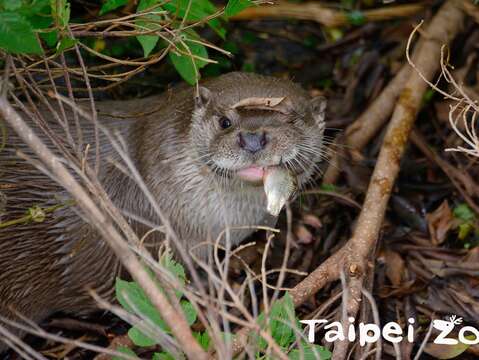 臺北市立動物園積極投入金門歐亞水獺的各項保育工作