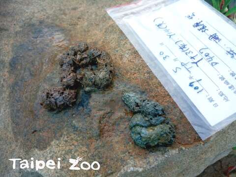 調查行動中幾乎不會直接看到水獺，藉由排遺這種間接證據來評估水獺的分布、活動狀況及遺傳資訊等(張廖年鴻攝)