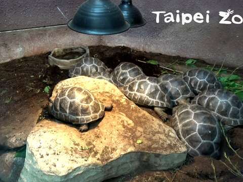 臺北市立動物園首次繁殖成功的亞達伯拉象龜寶寶們已經兩歲囉！