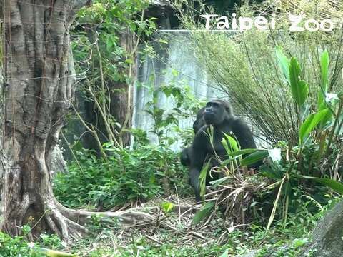 「Tayari」正在打量電牧線，思考如何突破重圍