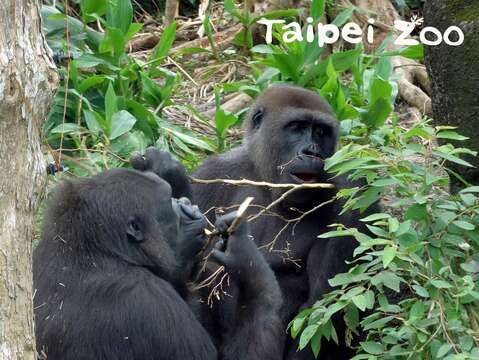母金剛猩猩「Tayari」和「Iriki」，對臺灣出產的「食物」也深深著迷（啃樹枝）
