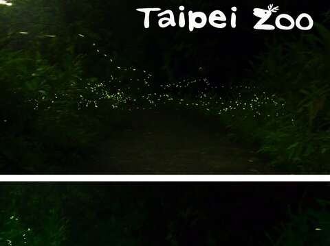 今年因新冠肺炎疫情，臺北市立動物園取消「戀戀火金姑體驗營」，但是螢火蟲還是依照著牠們的生活節奏進行著