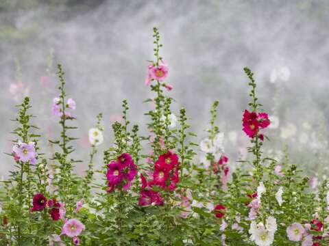 古亭河濱公園花況還不錯，即日起便是蜀葵最佳觀賞期