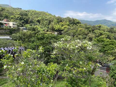 白石湖吊橋旁流蘇綻放。