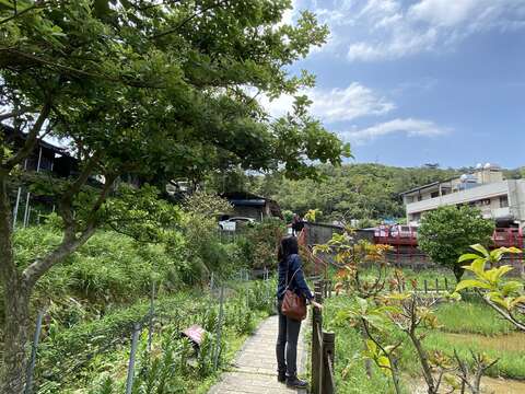 同心池畔生機盎然。