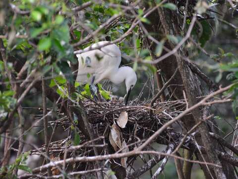 大生態池白鷺鷥正忙著育雛餵食