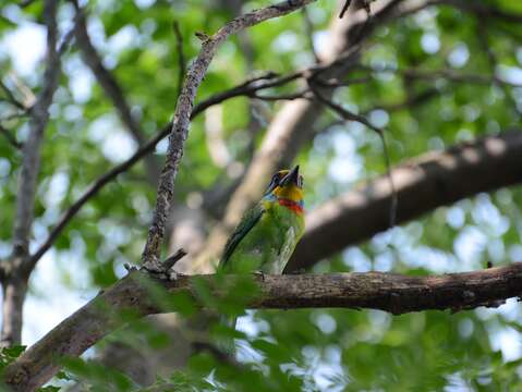 大安森林公園色彩鮮艷的五色鳥1