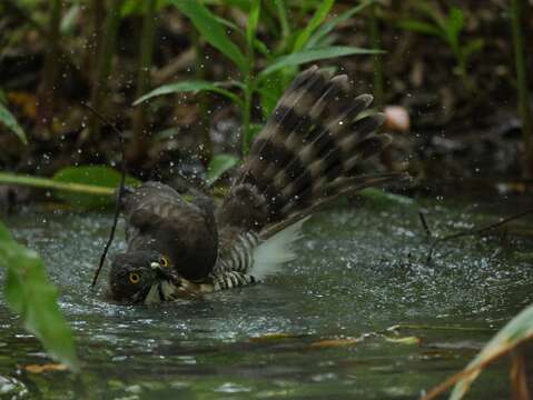 鳳頭蒼鷹吃完白頭翁幼鳥後下到小生態池水洼洗澡(大安森林公園之友基金會提供 )