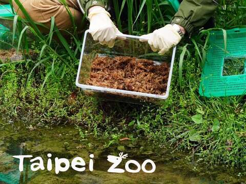 臺北市立動物園劉世芬園長親自參與臺北赤蛙野放