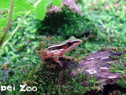 臺北赤蛙(Hylarana taipehensis)，被列為保育類二級珍貴稀有的野生動物